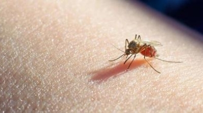 Oxford cerca de la primera vacuna contra la malaria