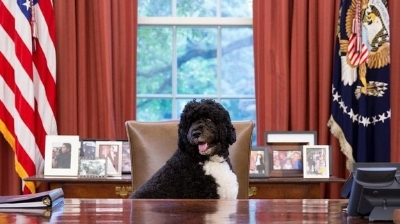 Murió Bo, el querido perro de la familia Obama