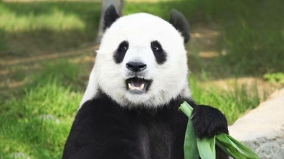China: Pandas gigantes ya no están considerados en peligro de extinción