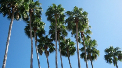 Florida piensa en reemplazar sus palmeras