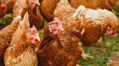 Aves de corral serán confinadas en Francia por temor a la gripe aviar