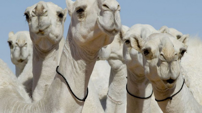 Descalifican a camellos de un concurso de belleza por el uso de ¡bótox!