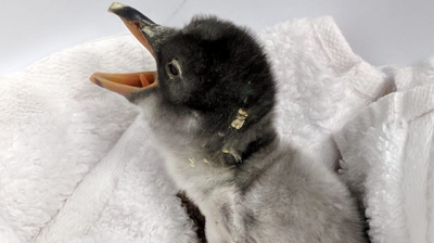 Dos pingüinos macho logran incubar con éxito un huevo de otra pareja