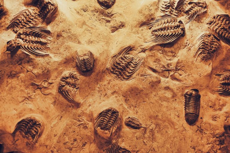 Niños encontraron un fósil de armadillo de hace 5 millones de años en Argentina