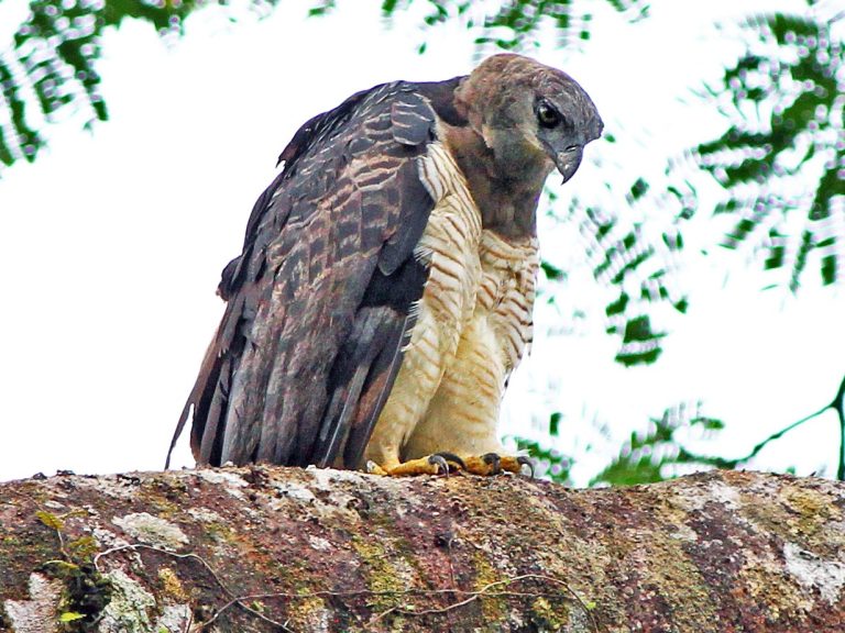 En el departamento de Córdoba se registró el primer nacimiento de una “Arpía menor” una especie de águila