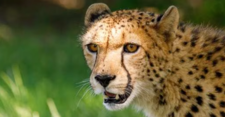 Nacen cuatro crías de guepardo en India tras 70 años de declararlos extintos